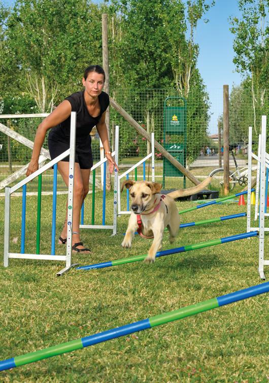 Dog jumps hurdles with trainer in a park.